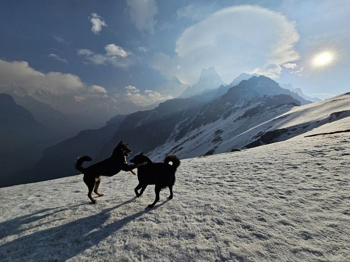 Псы в море облаков — Mardi Himal 2024