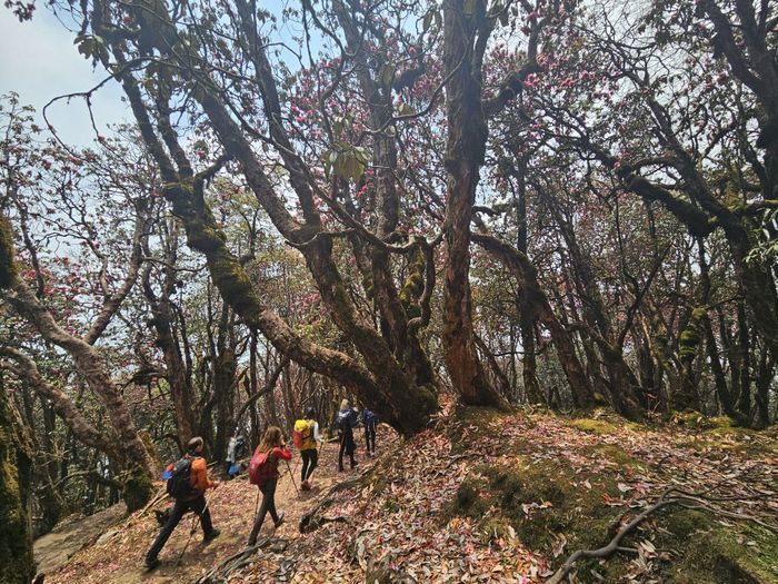 Группа в рододендроновом лесу — Mardi Himal 2024