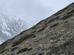Голубые бараны на альпийском лугу — Манаслу 2026